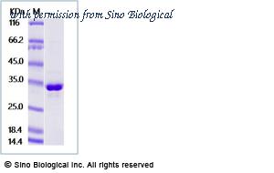 Sino Biological 90926-C08B image 1
