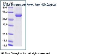 Sino Biological 90930-C02H image 1