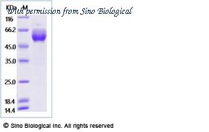 Sino Biological 90938-C02H image 1