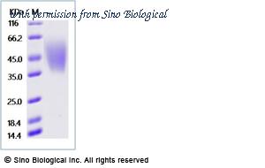 Sino Biological 90940-C08H image 1