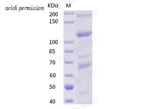 Sino Biological 90944-C08H image 1
