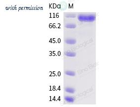 Sino Biological HPLC-40069-V08H image 1