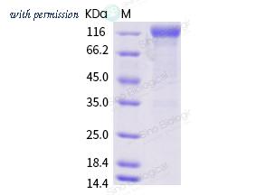 Sino Biological 40591-V02H3 image 1