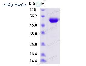 Sino Biological 40649-V08B image 1