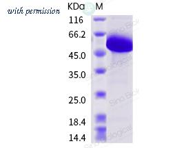Sino Biological 40651-V08B image 1