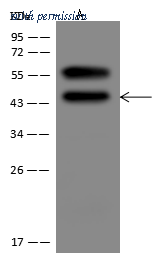 Sino Biological 13218-MM13 image 1