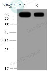 Sino Biological 40150-MM08 image 1