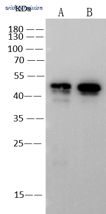 Sino Biological 40588-R0002 image 1