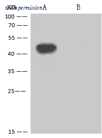 Sino Biological 40588-R0006-1 image 1