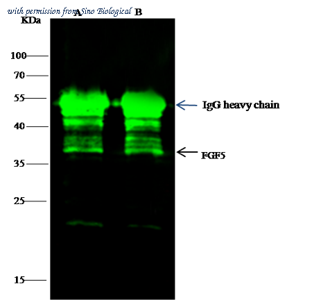 Sino Biological 100917-T36 image 1