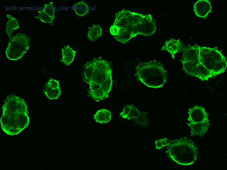 Sino Biological 10428-T26 image 1