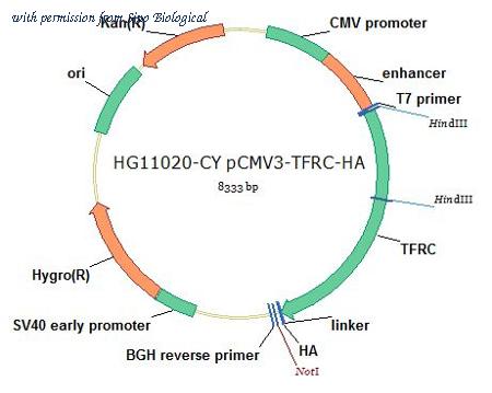 Sino Biological HG11020-CY image 1