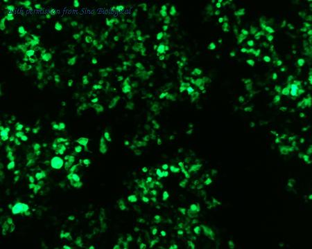 Sino Biological HG13517-ACG image 1