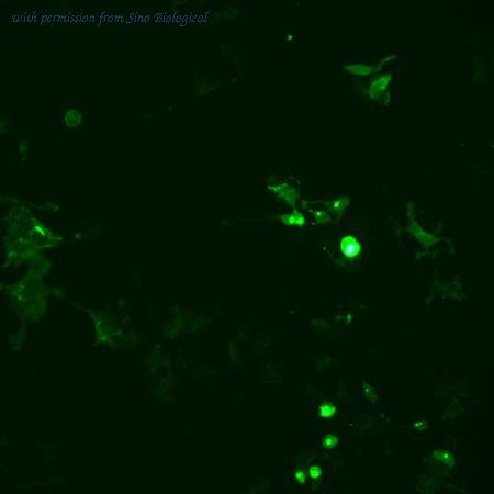 Sino Biological HG10917-ACG image 1