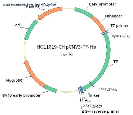 Sino Biological HG11019-CH image 1