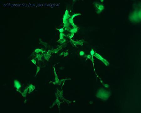 Sino Biological HG10292-CF image 1