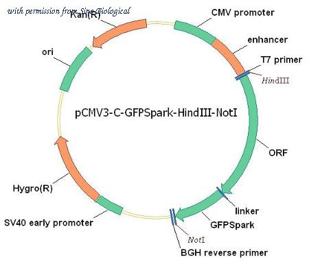 Sino Biological HG10974-ACG image 1