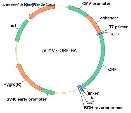Sino Biological VG40363-CY image 1