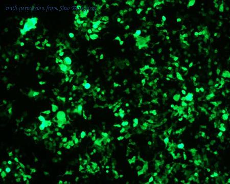 Sino Biological HG11138-ACG image 1