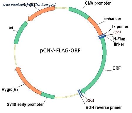 Sino Biological HG16415-NF image 1