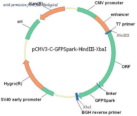 Sino Biological HG13128-ACG image 1