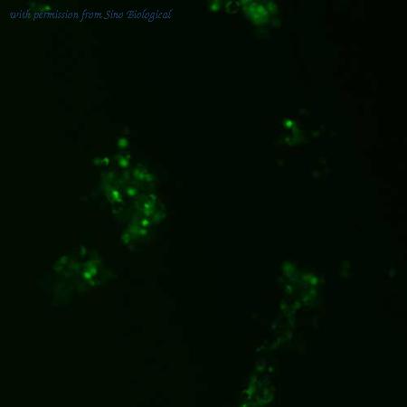 Sino Biological VG10202-ACG image 1