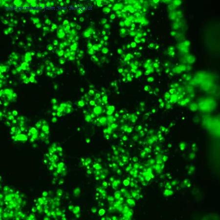 Sino Biological HG11215-ACG image 1