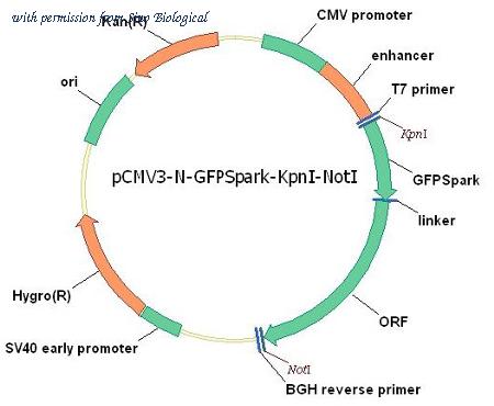 Sino Biological HG10578-ANG image 1
