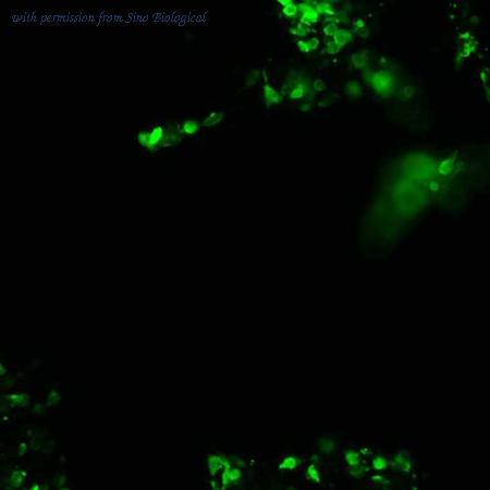 Sino Biological HG12063-CF image 1