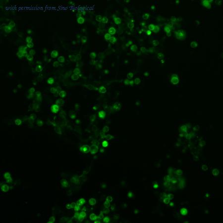 Sino Biological VG40304-ACG image 1