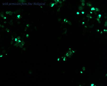 Sino Biological HG11147-ANG image 1