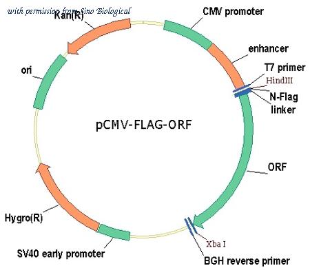 Sino Biological VG40249-NF image 1