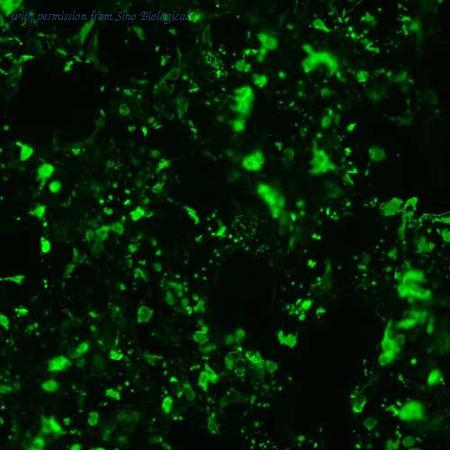 Sino Biological HG14132-CF image 1
