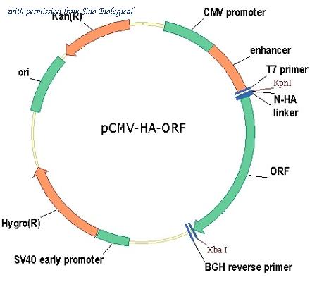 Sino Biological HG13036-NY image 1