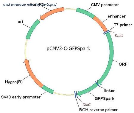 Sino Biological HG13258-ACG image 1