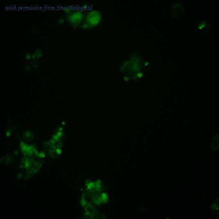 Sino Biological HG10387-ACG image 1