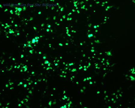 Sino Biological HG13033-ACG image 1