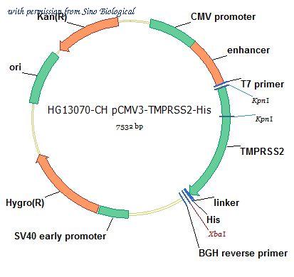 Sino Biological HG13070-CH image 1
