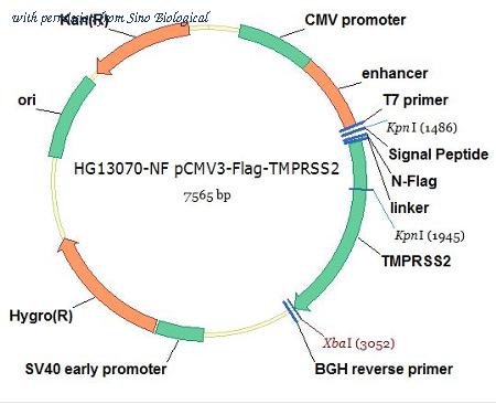 Sino Biological HG13070-NF image 1