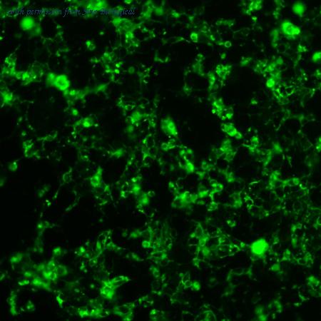 Sino Biological HG14132-ACG image 1