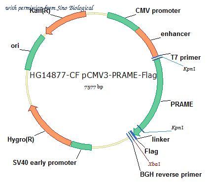 Sino Biological HG14877-CF image 1