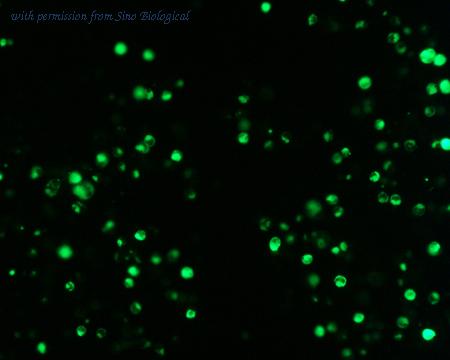 Sino Biological HG10575-ACG image 1