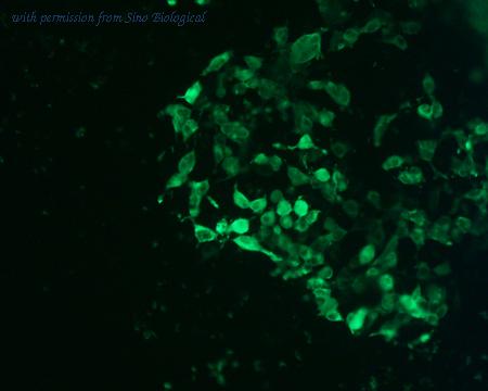 Sino Biological HG11445-CF image 1
