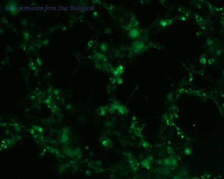 Sino Biological HG10774-ACG image 1