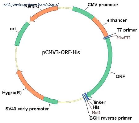 Sino Biological HG10974-CH image 1