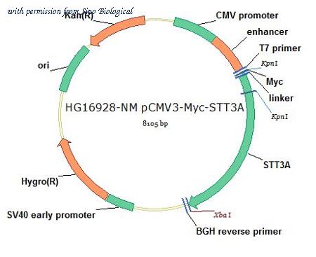 Sino Biological HG16928-NM image 1