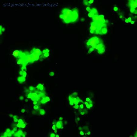 Sino Biological AG69001-UT image 1