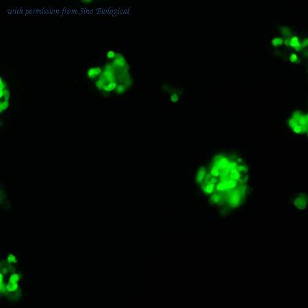 Sino Biological AG13105-ACG image 1