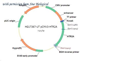 Sino Biological HG17367-UT image 1