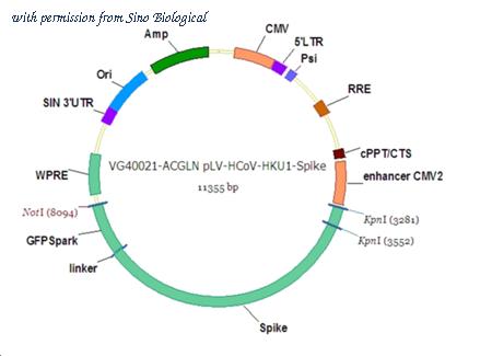 Sino Biological VG40021-ACGLN image 1